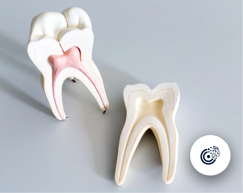 Can AI Play a Role in Future Root Canal Treatments?
