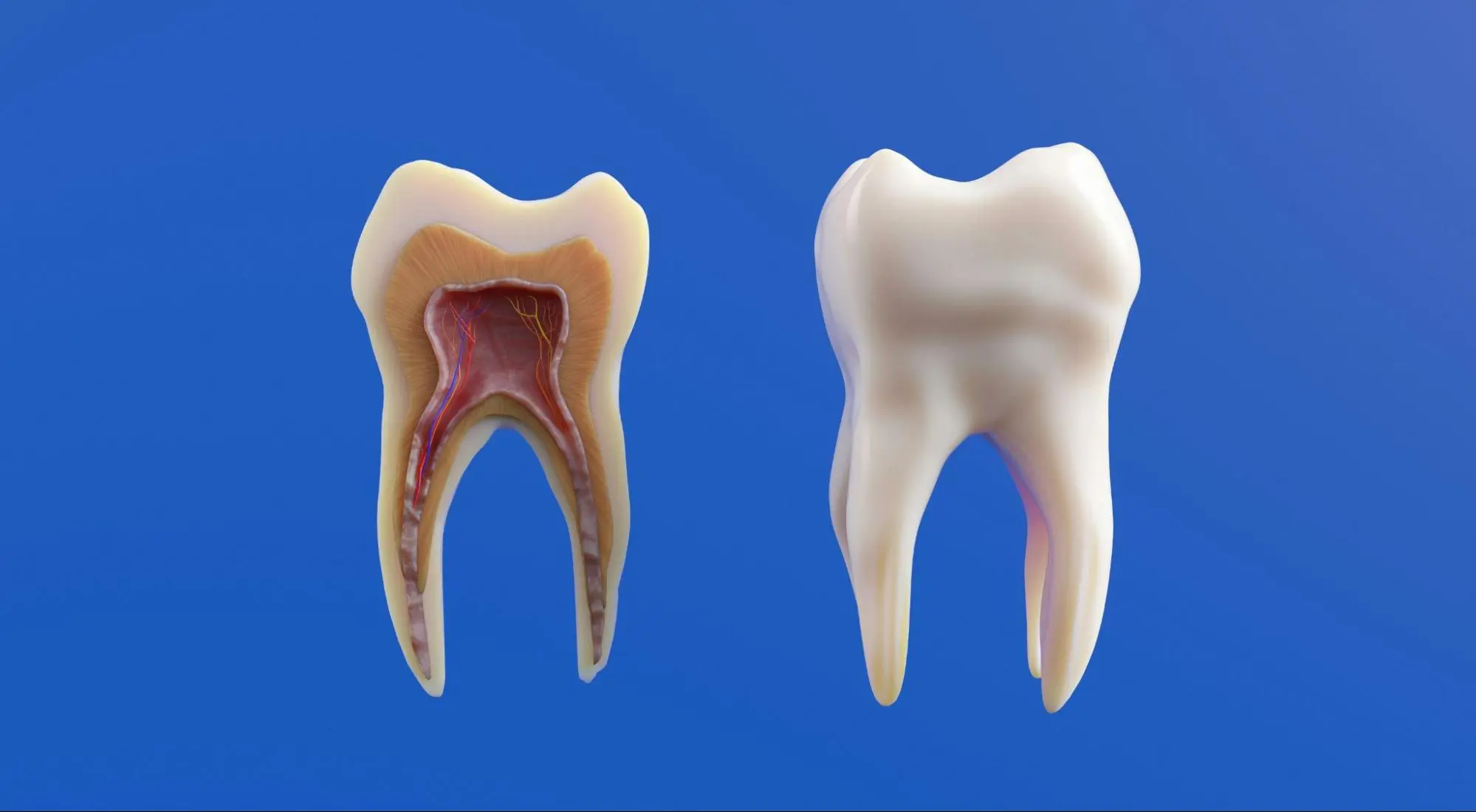 Kök kanal tedavisinin geleceği – sağlıklı ve açılmış pulpa anatomisi